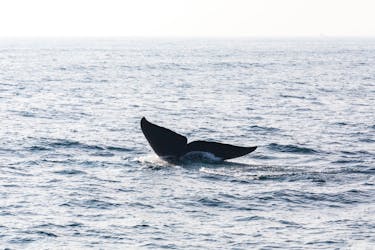 São Miguel Whale Watching & 4×4 Truck Tour
